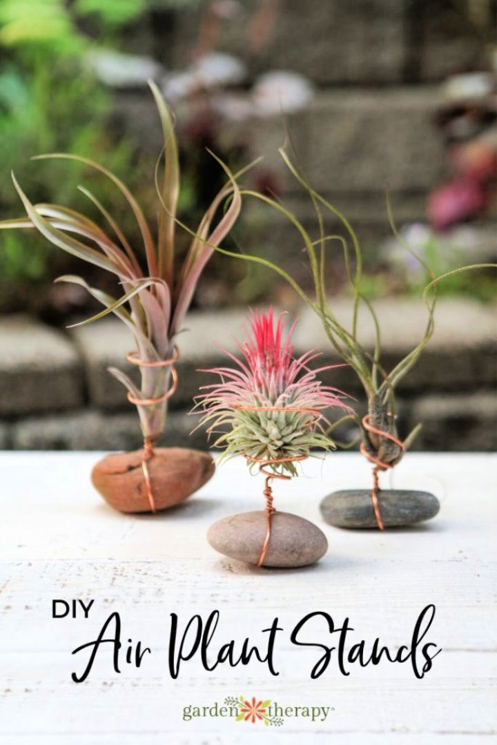 25 Easy DIY Air Plant Holder Ideas to Display Plants