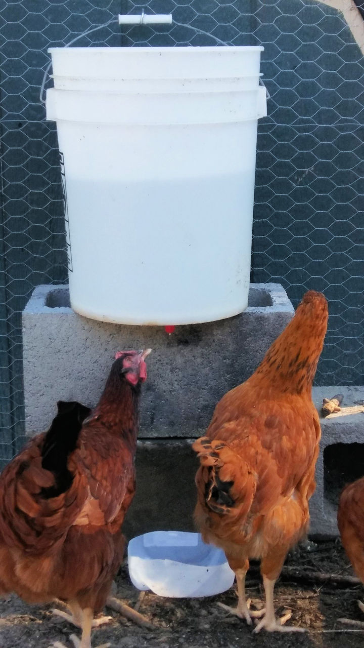 15 DIY Chicken Waterer Ideas Out Of Recycled Materials