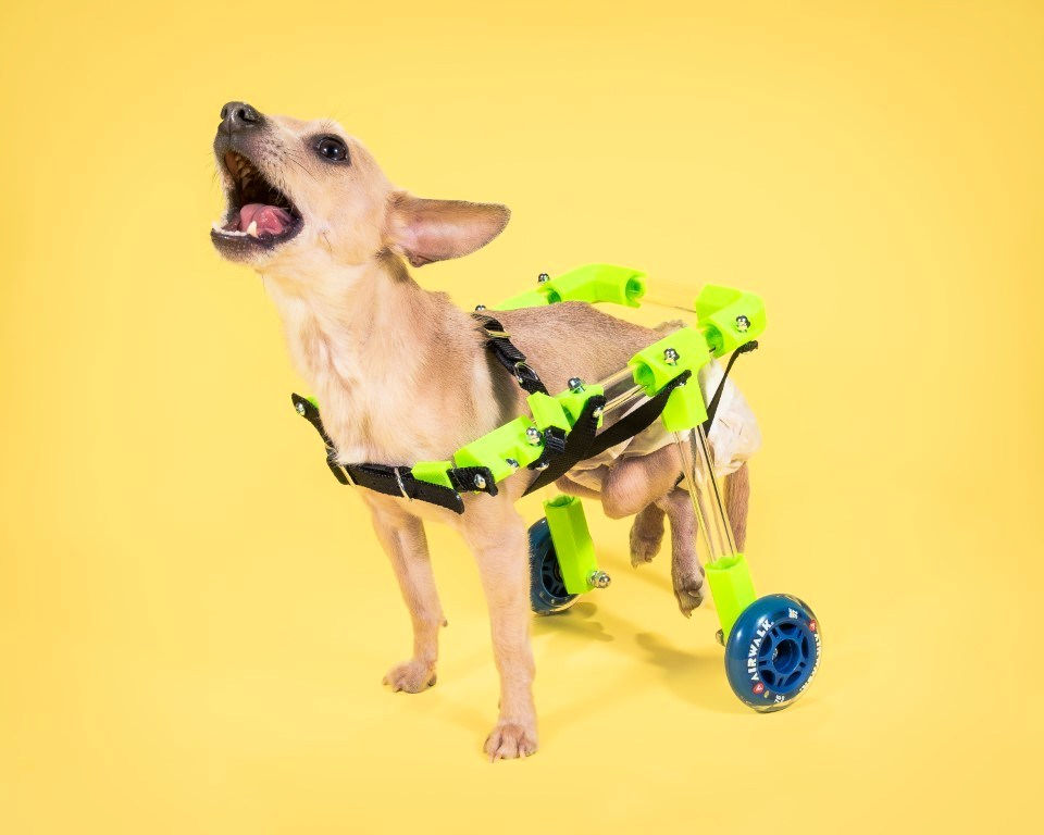 How to Make a Dog Wheelchair (9 DIY Dog Wheelchair Plans)