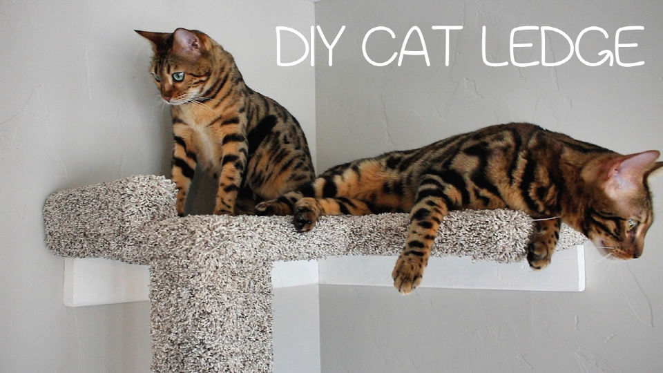 DIY Cat Shelves (14 Easy DIY Cat Wall Ideas)