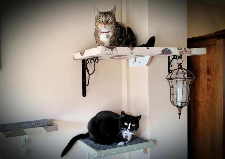 14 Best DIY Cat Shelves To Build for Your Feline Friend