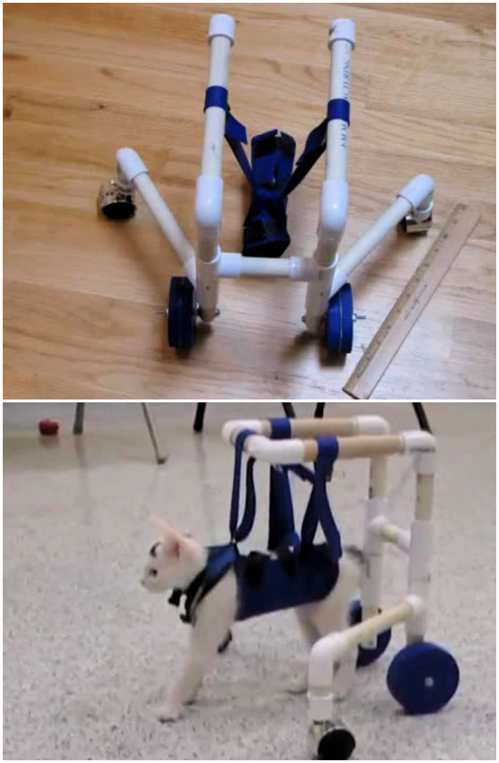 10 DIY Cat Wheelchair Ideas For Disabled Cats