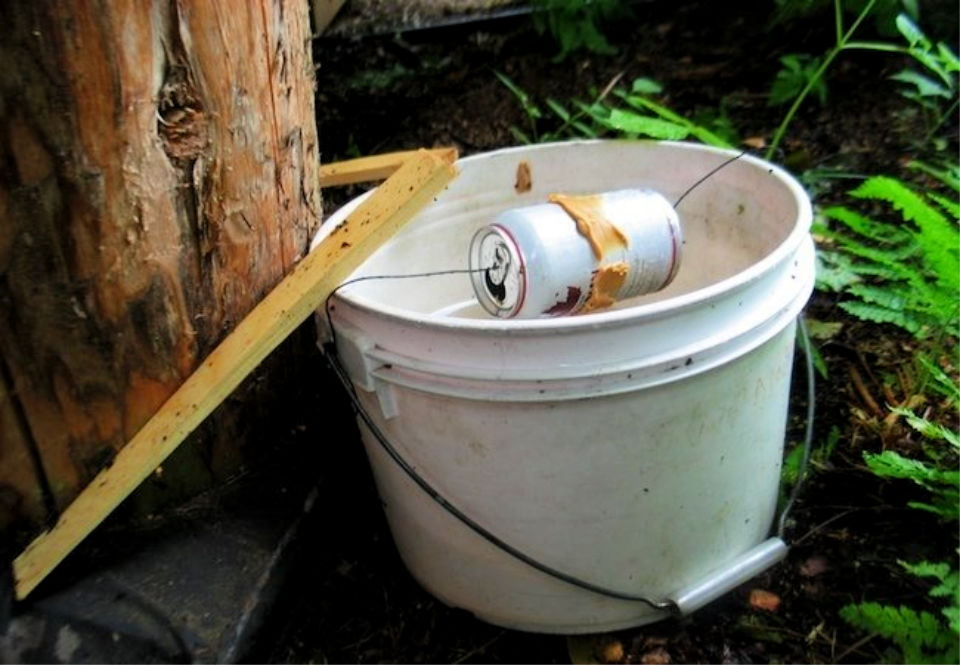 Homemade Mouse Trap (15 DIY Rat Traps that Really Work)