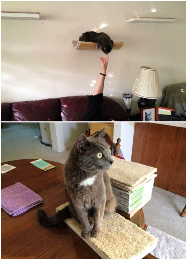 14 Best DIY Cat Shelves To Build for Your Feline Friend