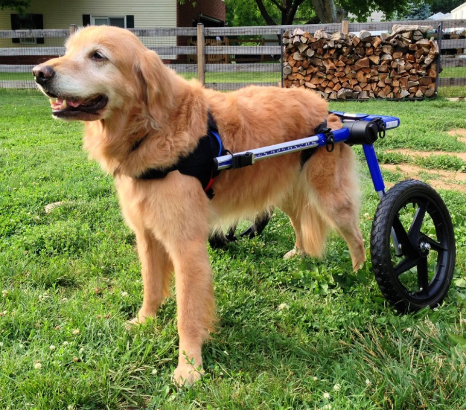 How to Make a Dog Wheelchair (9 DIY Dog Wheelchair Plans)