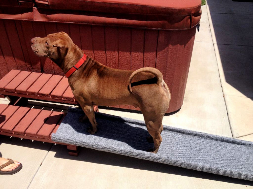 DIY Dog Ramp for Bedroom