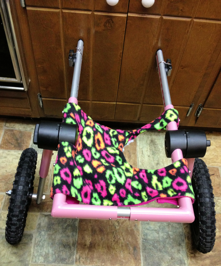 10 DIY Cat Wheelchair Ideas For Disabled Cats