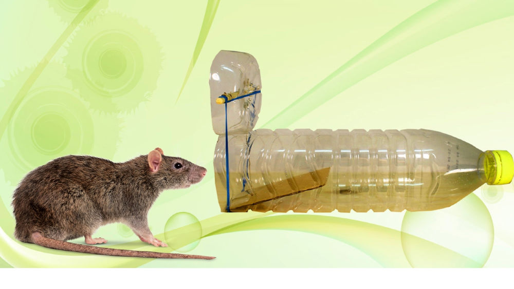 Mouse traps that work the best - newslopez