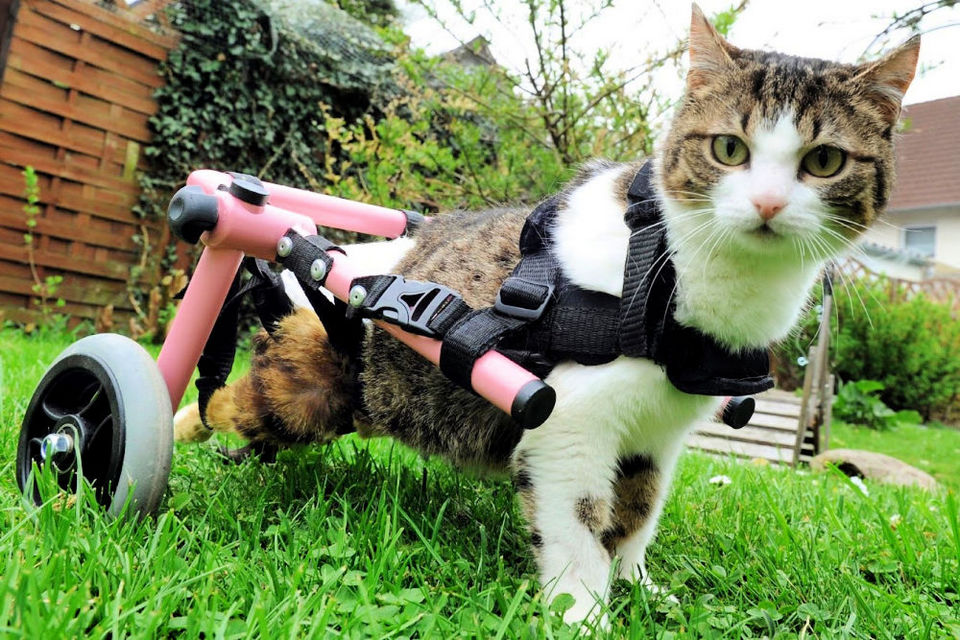 10 DIY Cat Wheelchair Ideas For Disabled Cats