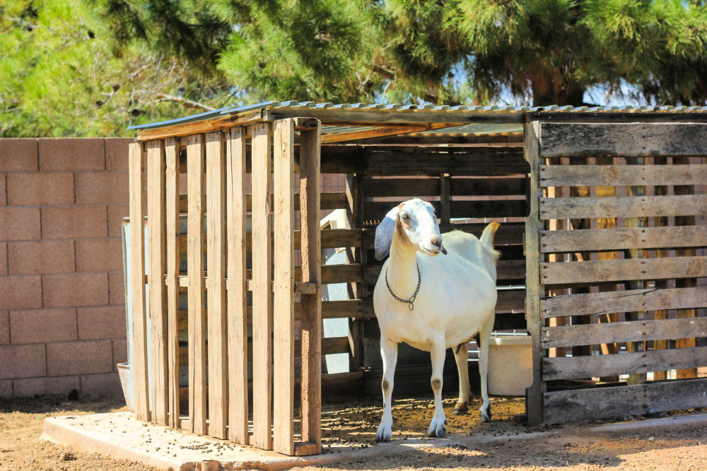 The Goat Shed Farm Shop & Kitchen