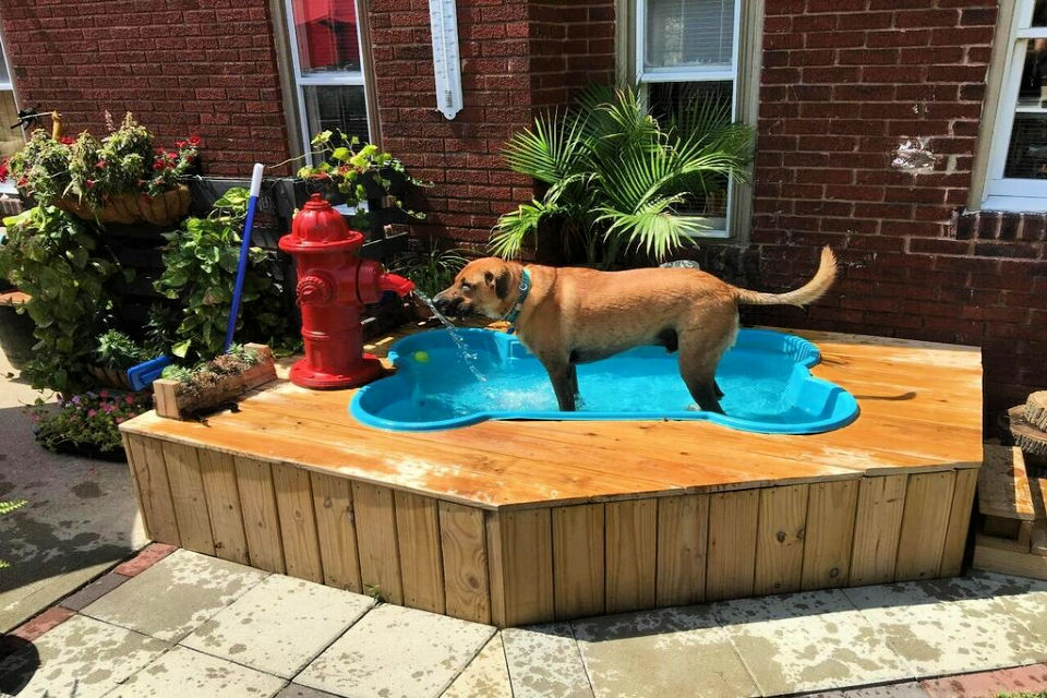 8 Easy DIY Dog Pool Ideas ⢠Its Overflowing