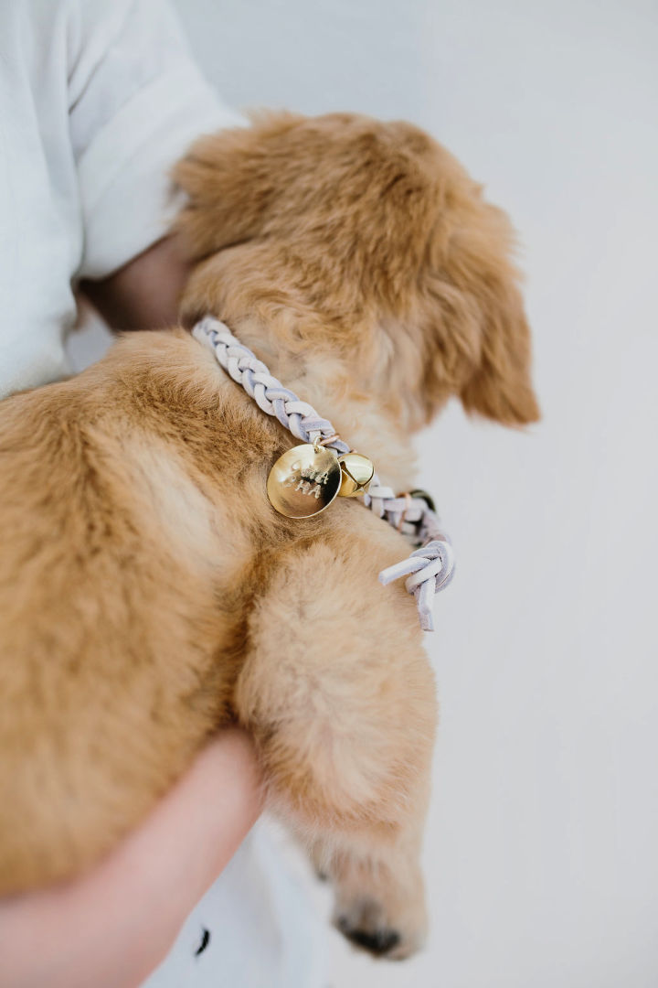 How to Make a Dog Collar (15 DIY Dog Collar Ideas)