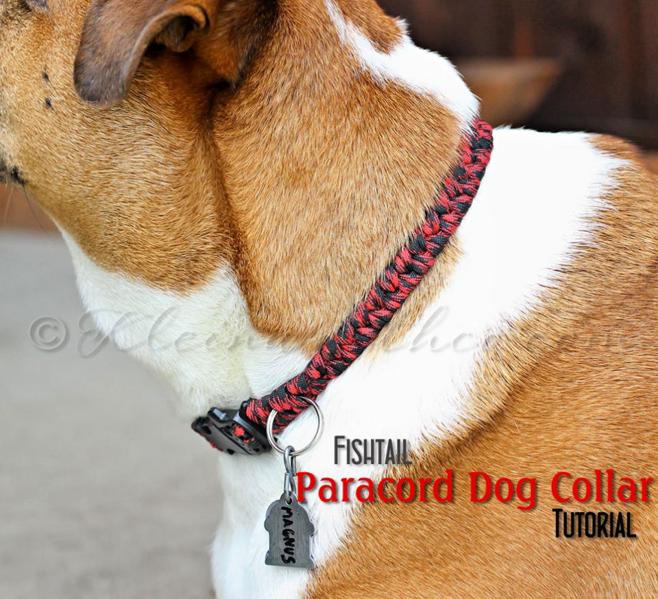 How to Make a Dog Collar (15 DIY Dog Collar Ideas)