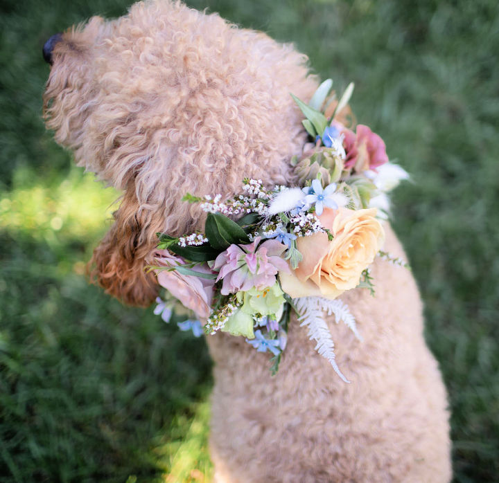 15 Easy DIY Dog Collar Ideas To Make Your Own Dog Collar