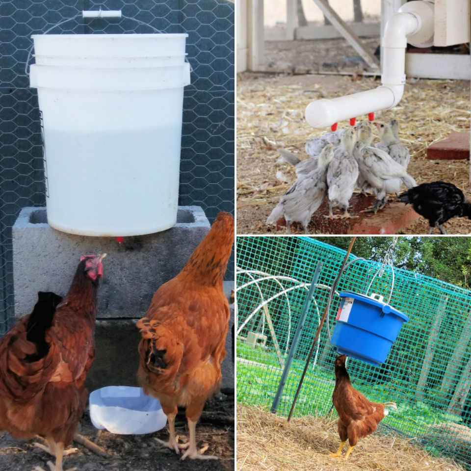 DIY Chicken Waterer And Feeder From 5-Gallon Buckets | peacecommission ...