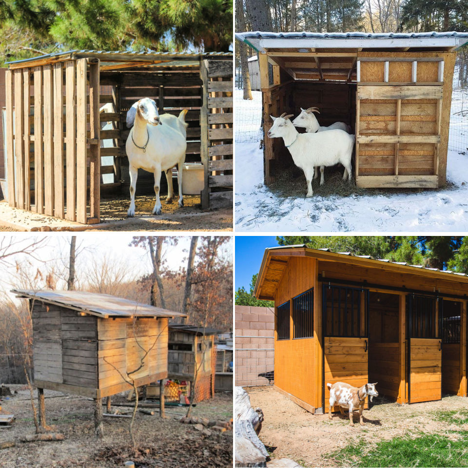 15 Free DIY Goat Shelter Plans Simple Goat Shed Plans