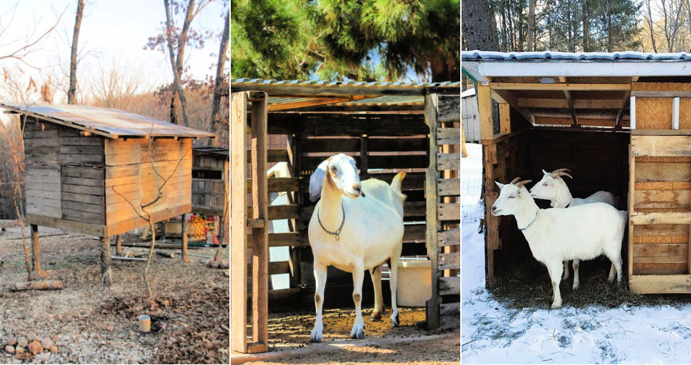 15 free diy goat shelter plans simple goat shed plans