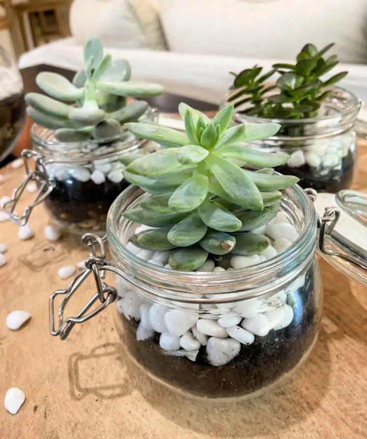 15 Easy DIY Succulent Terrarium Ideas (How to Make)