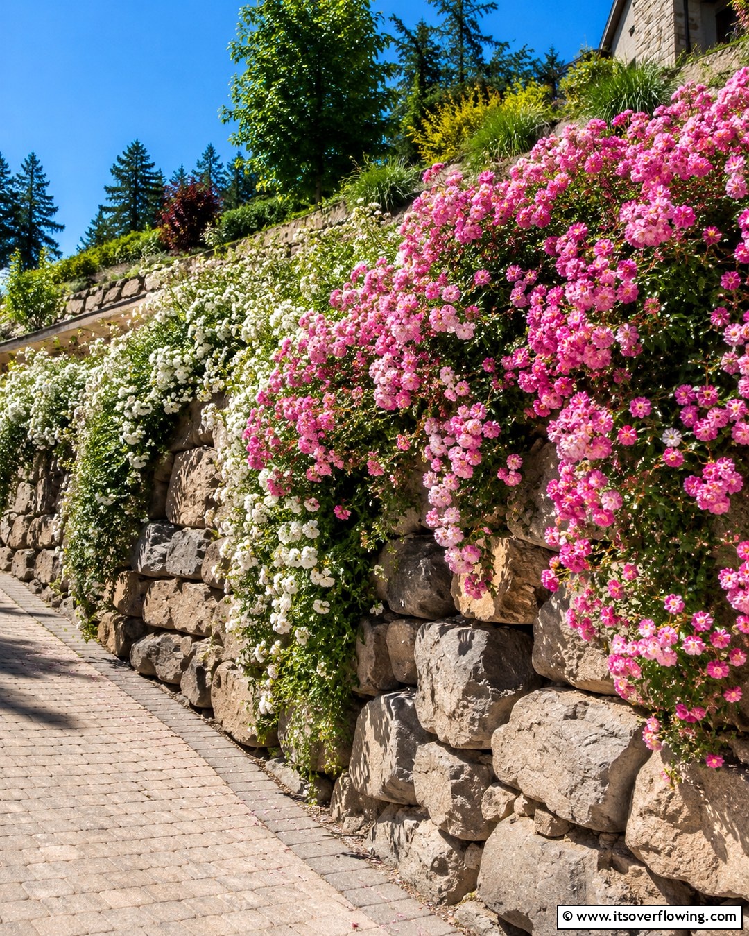 25 Rose Garden Ideas to Create a Blooming Paradise